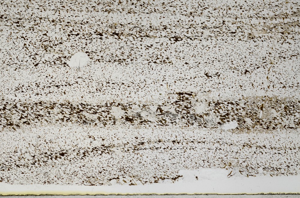 Plane Polarized, S67571