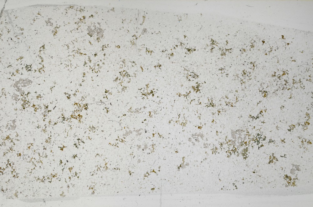 Plane Polarized, S67579