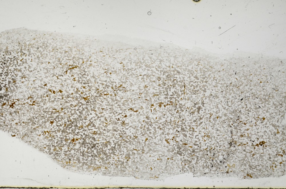 Plane Polarized, S68363