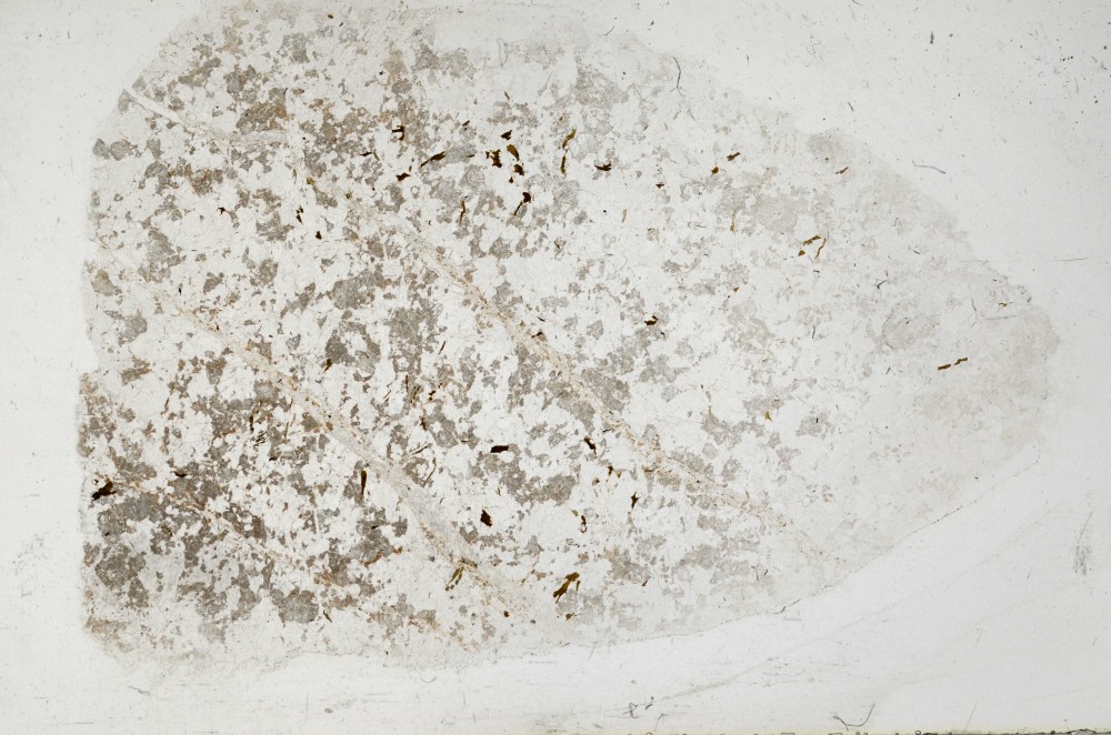 Plane Polarized, S68374