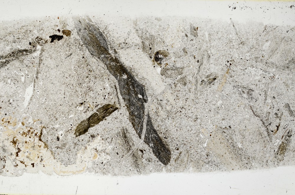 Plane Polarized, S68383