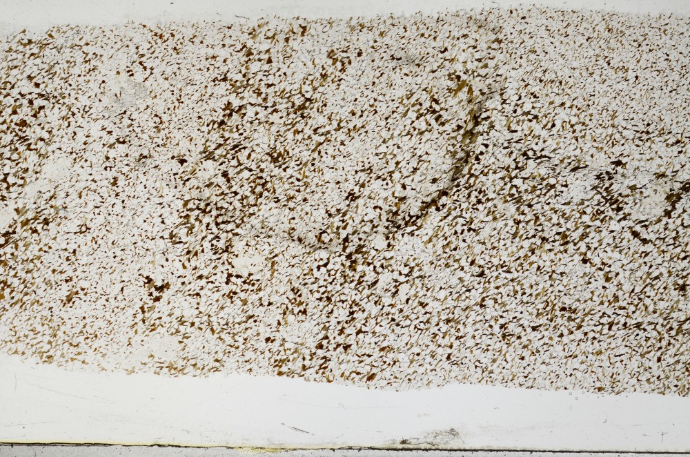 Plane Polarized, S68530