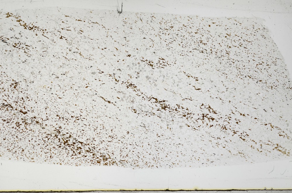 Plane Polarized, S68533