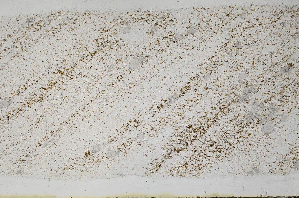Plane Polarized, S68552