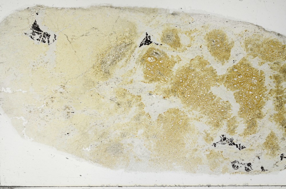 Plane Polarized, S68897