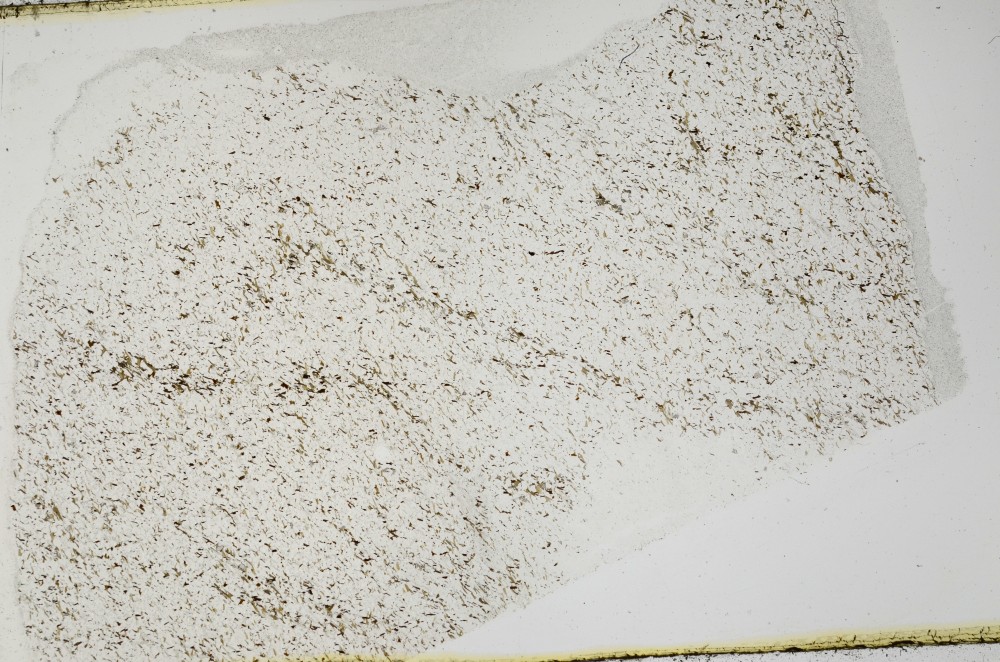 Plane Polarized, S69108