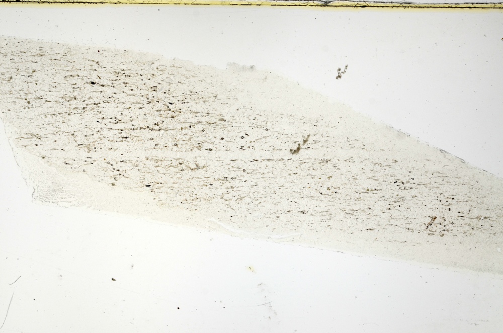 Plane Polarized, S69143