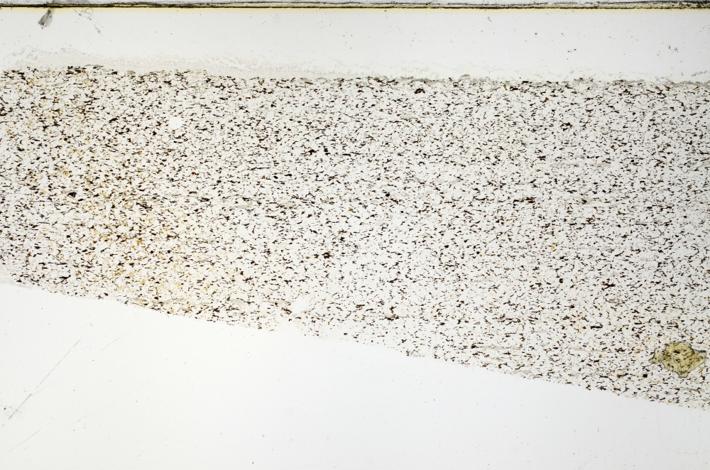 Plane Polarized, S69187