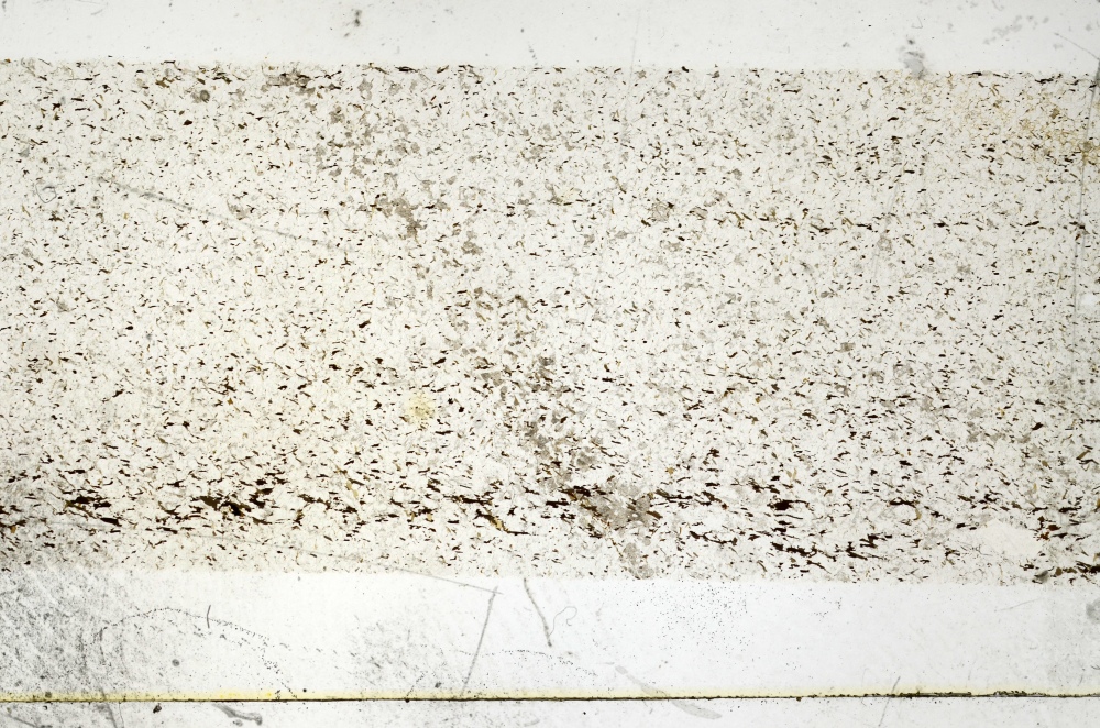 Plane Polarized, S69194
