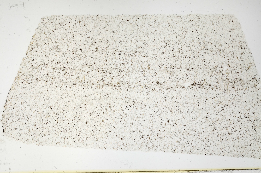 Plane Polarized, S69196