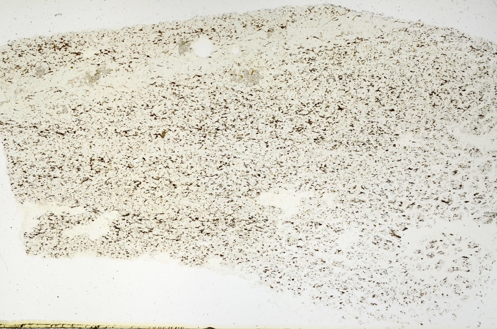 Plane Polarized, S69198