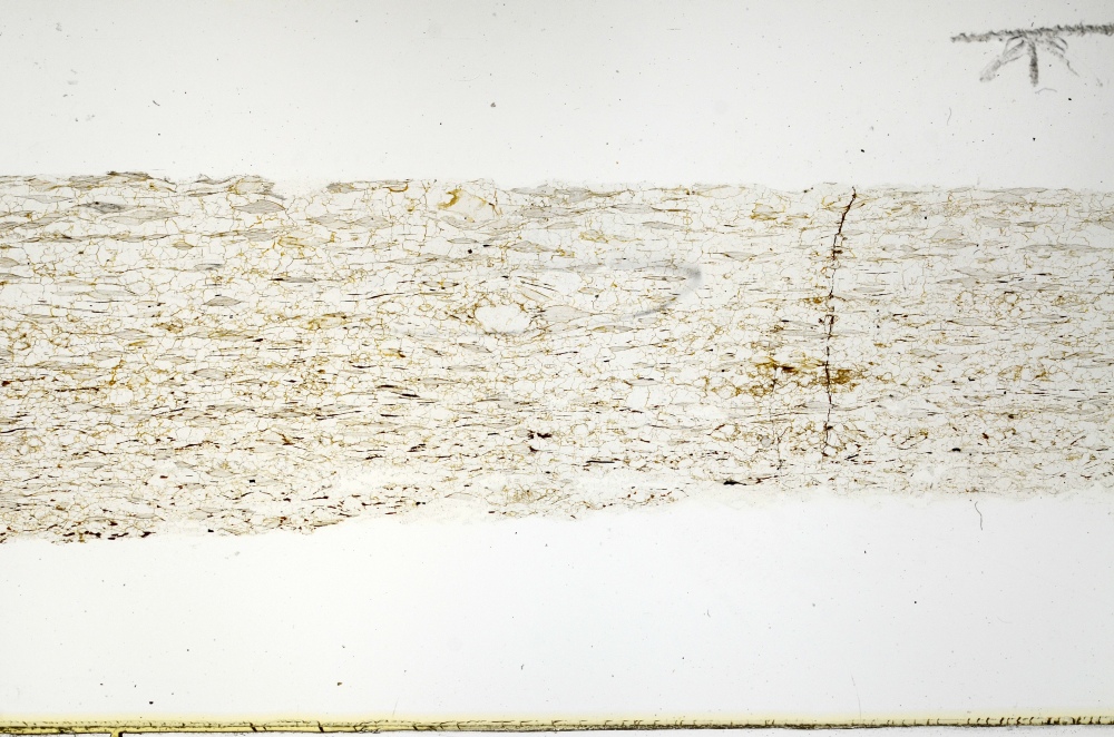 Plane Polarized, S69202
