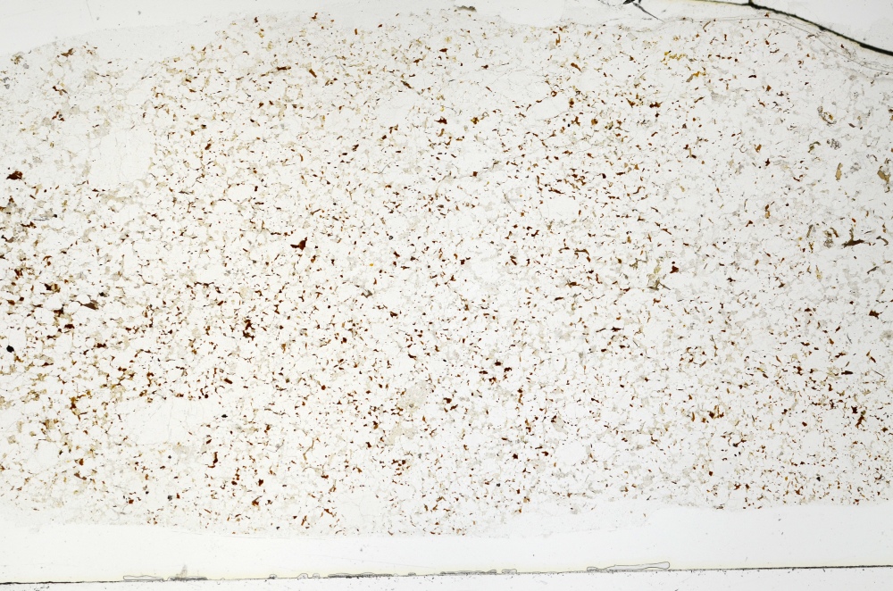 Plane Polarized, S70329