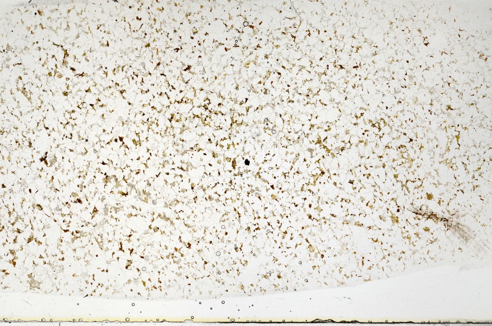 Plane Polarized, S70352
