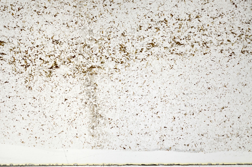 Plane Polarized, S70452