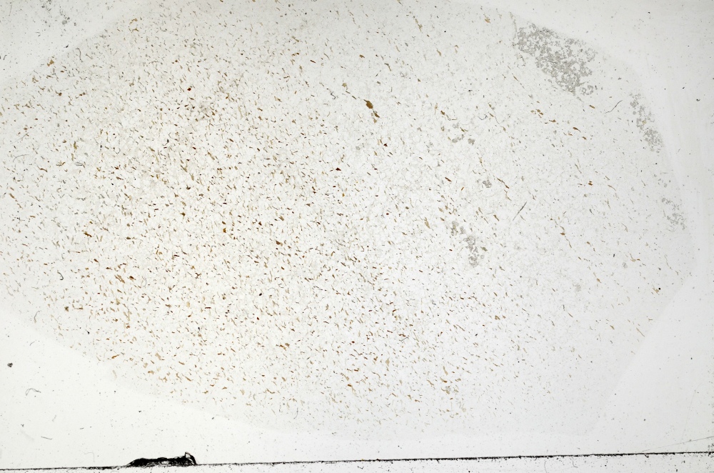 Plane Polarized, S71289