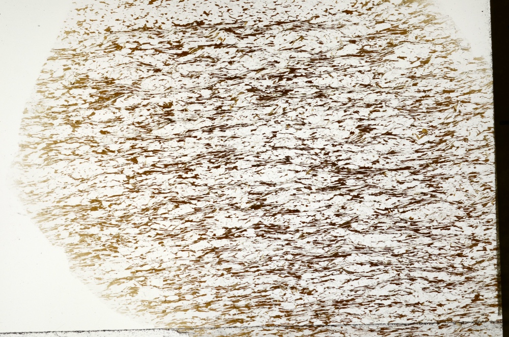 Plane Polarized, S71299
