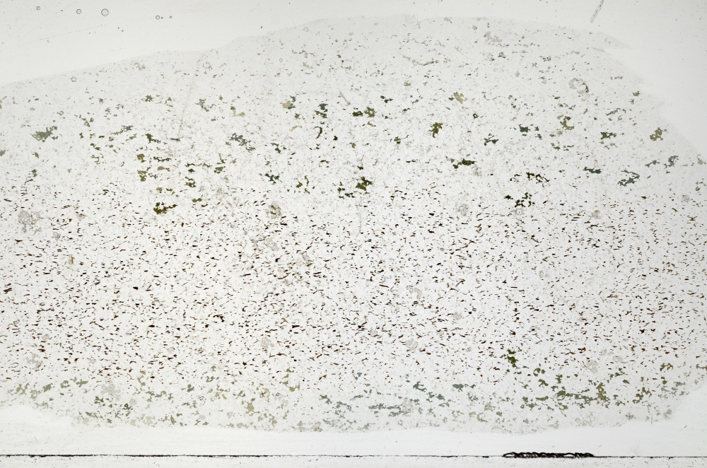 Plane Polarized, S71319