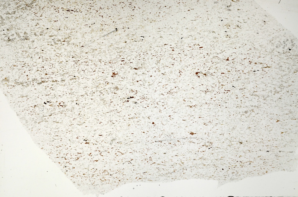 Plane Polarized, S71374