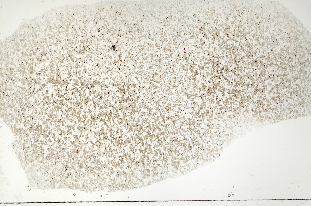 Plane Polarized, S71390