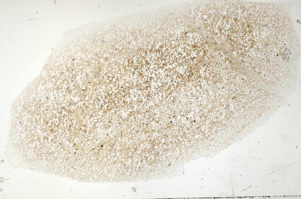 Plane Polarized, S71395