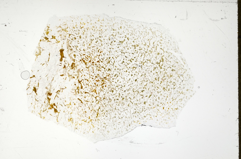 Plane Polarized, S71419