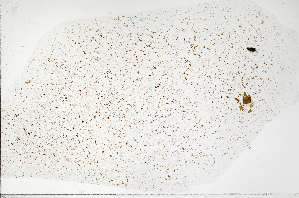 Plane Polarized, S71448