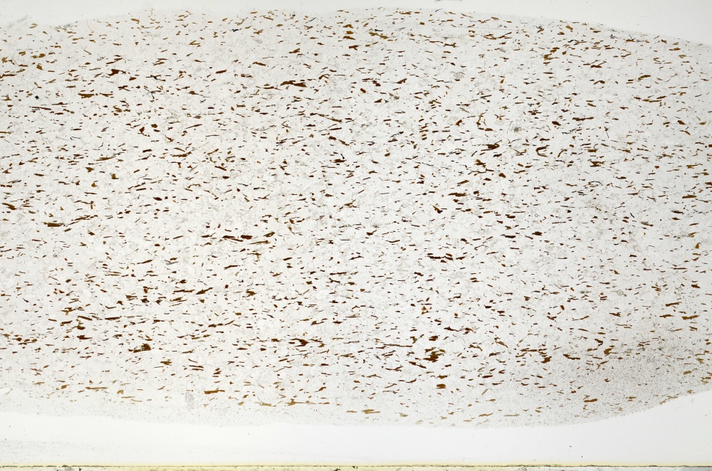 Plane Polarized, S71515