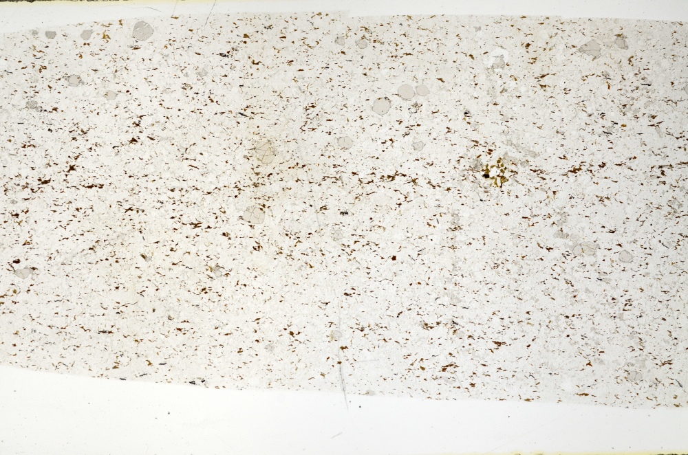 Plane Polarized, S71516