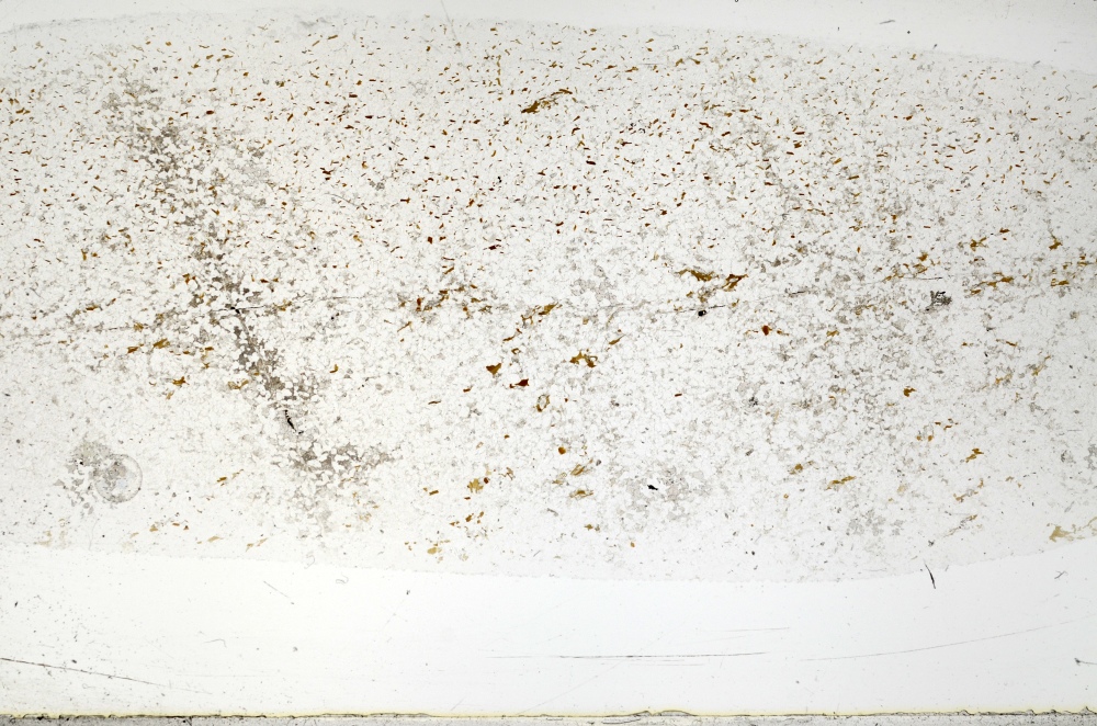 Plane Polarized, S71682