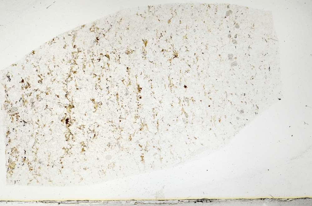 Plane Polarized, S72268