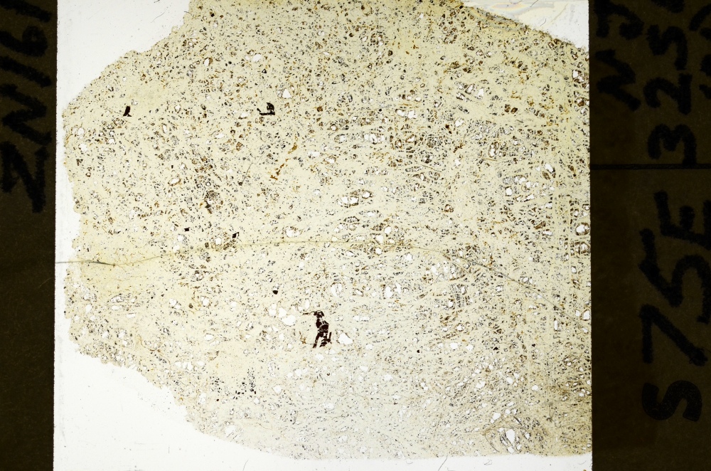 Plane Polarized, S72544