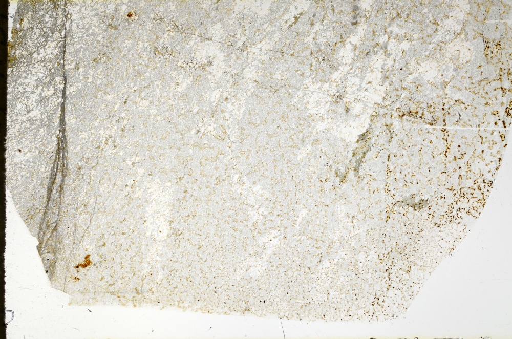 Plane Polarized, S72629