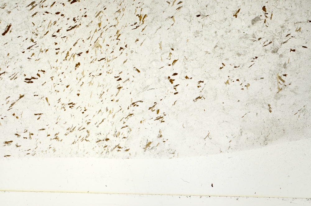 Plane Polarized, S72781