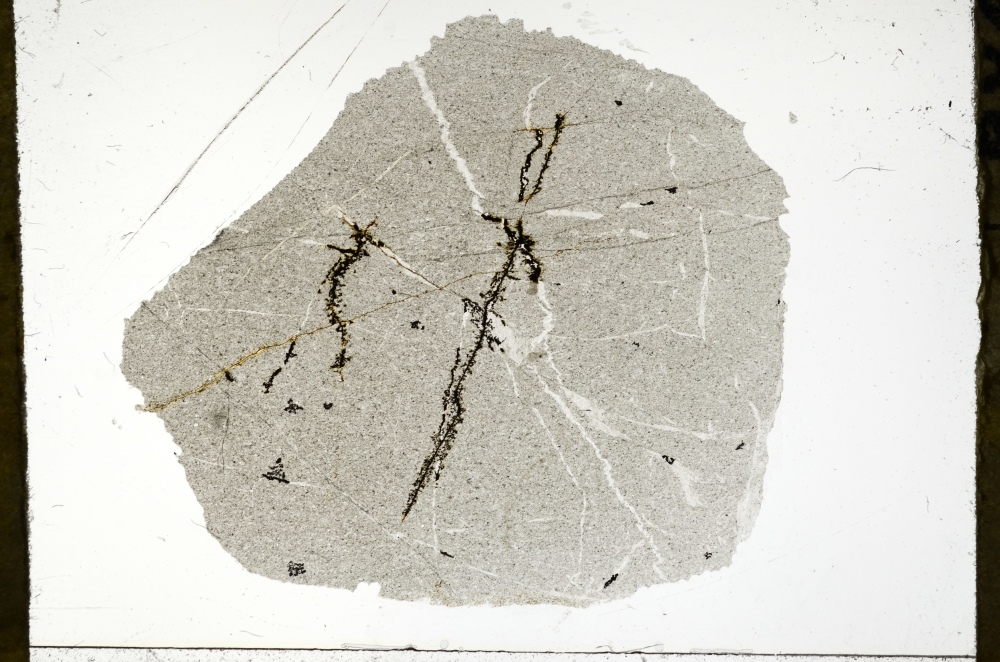 Plane Polarized, S72919