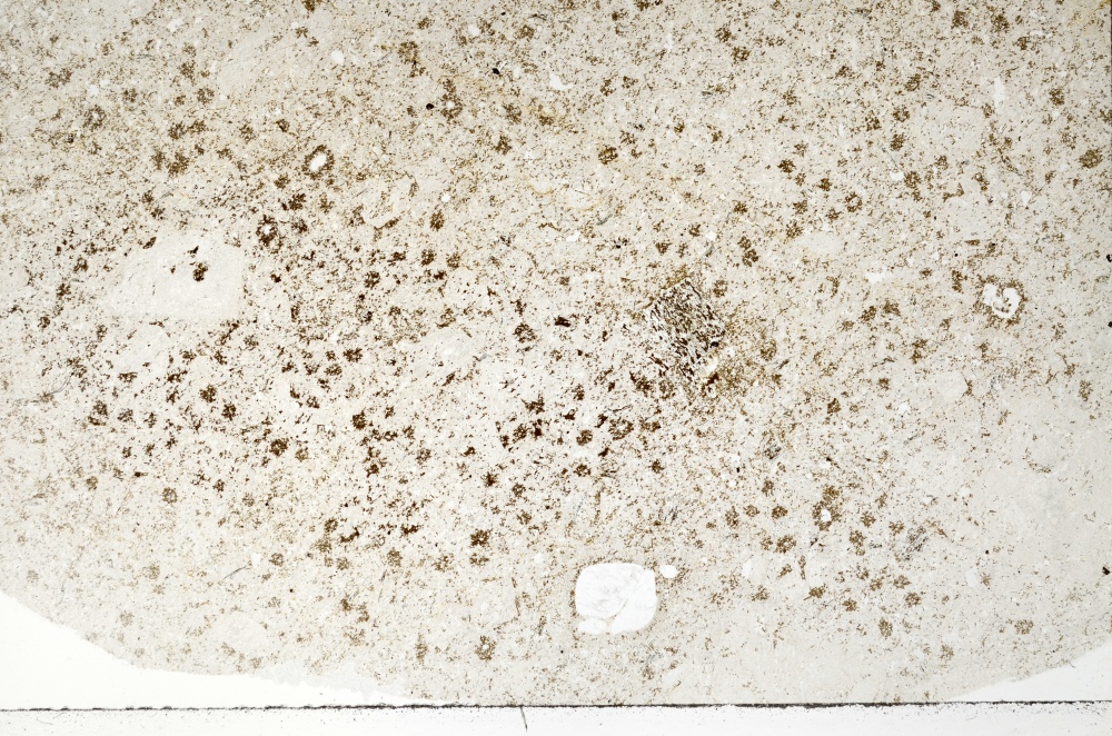 Plane Polarized, S73469