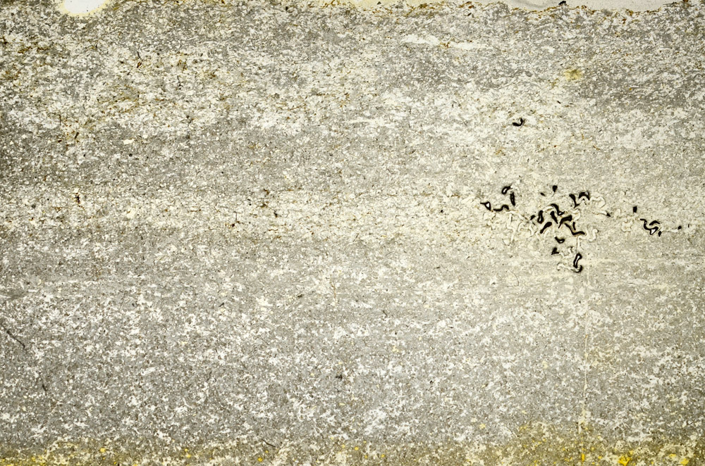 Plane Polarized, S74866