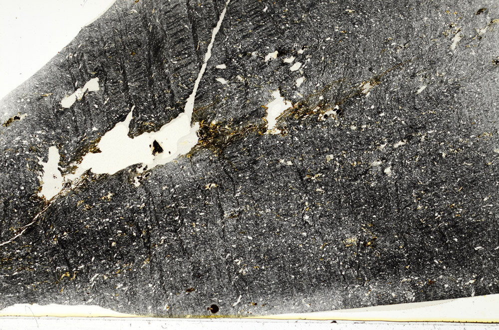 Plane Polarized, S74888