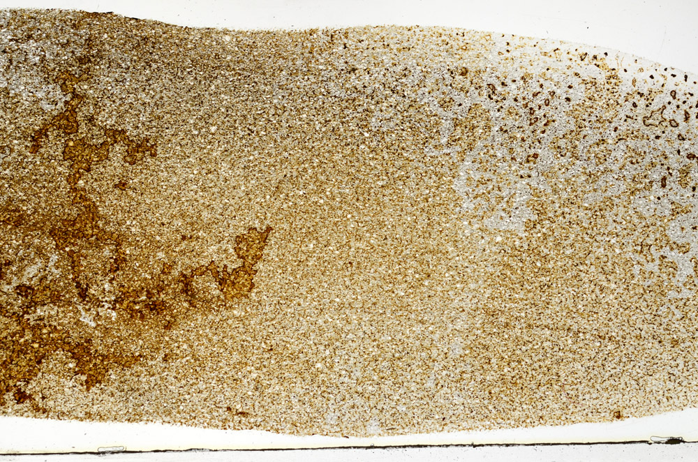 Plane Polarized, S77275