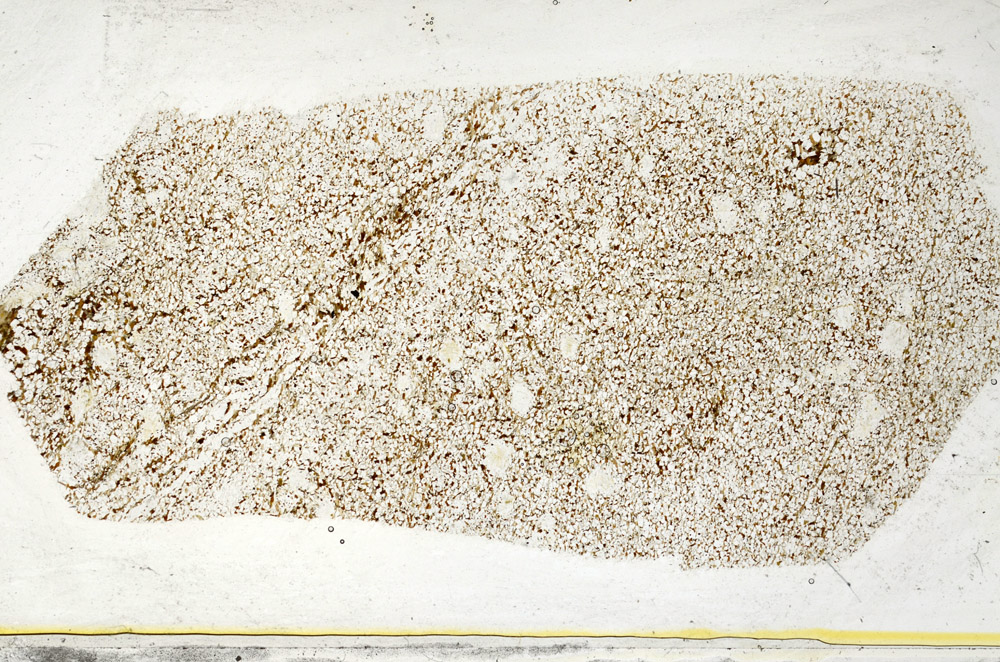 Plane Polarized, S78450