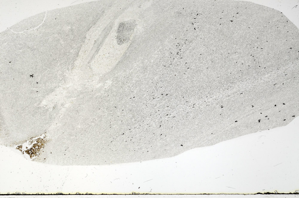Plane Polarized, S79239