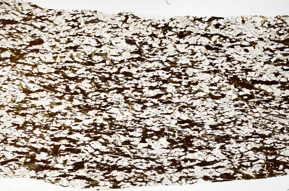 Plane Polarized, S79366