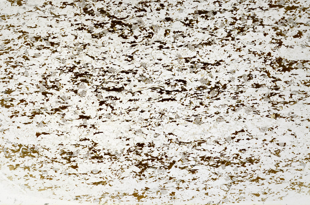 Plane Polarized, S79582