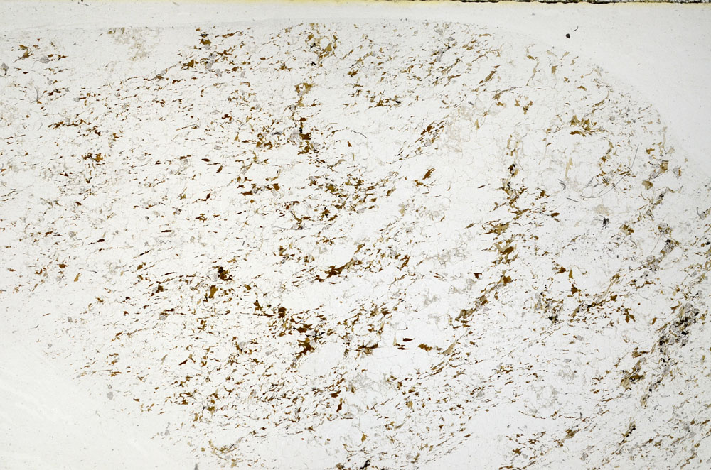 Plane Polarized, S80291