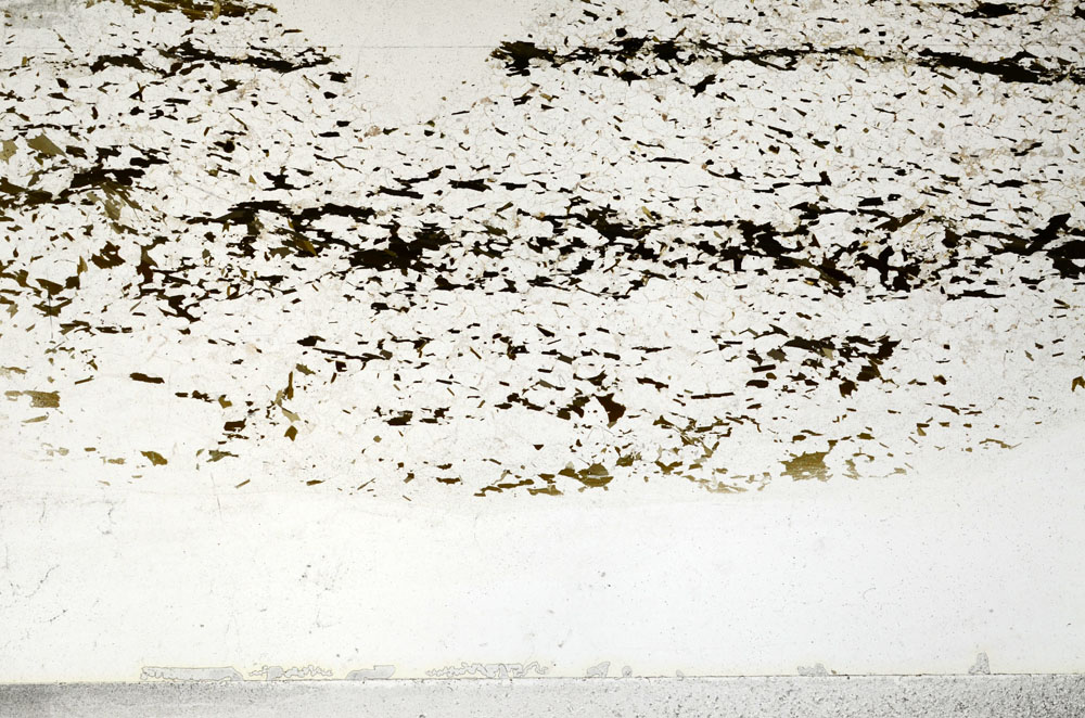 Plane Polarized, S80731