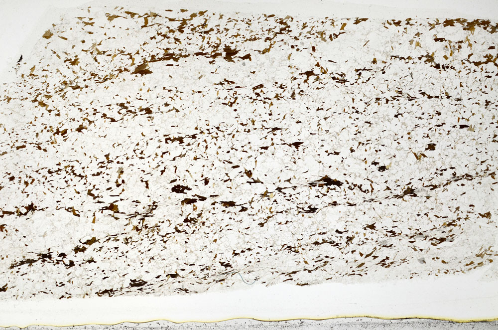 Plane Polarized, S80814