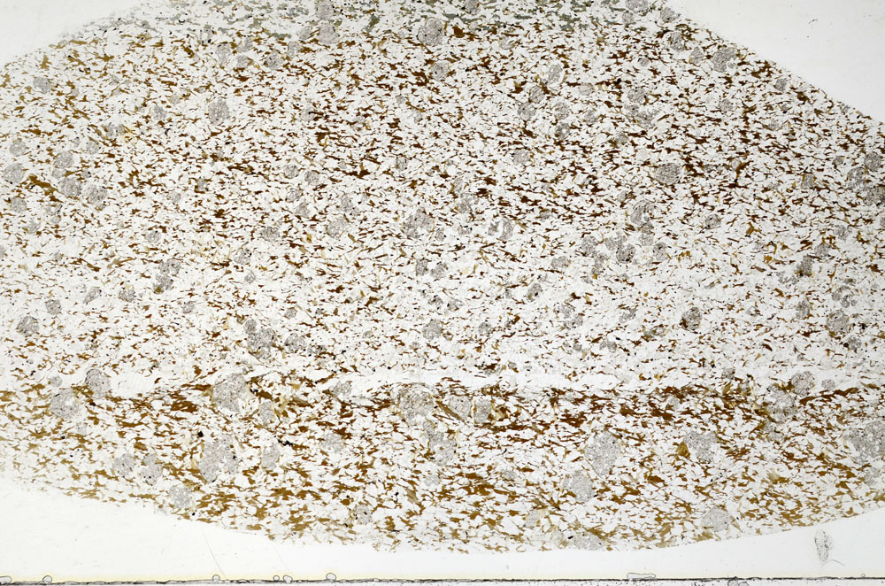 Plane Polarized, S80859