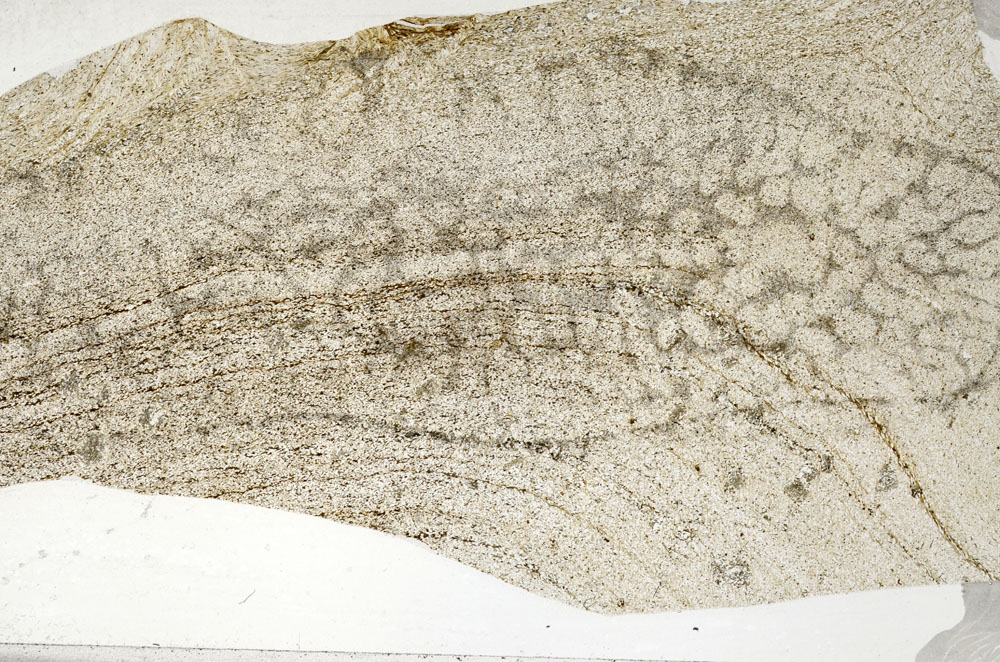 Plane Polarized, S80994