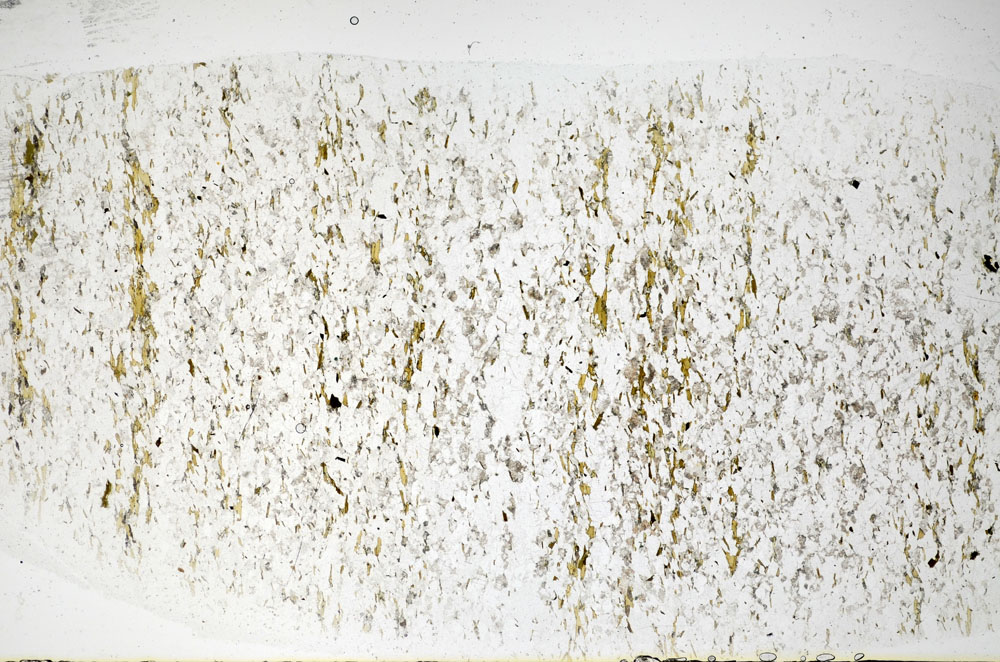 Plane Polarized, S81108