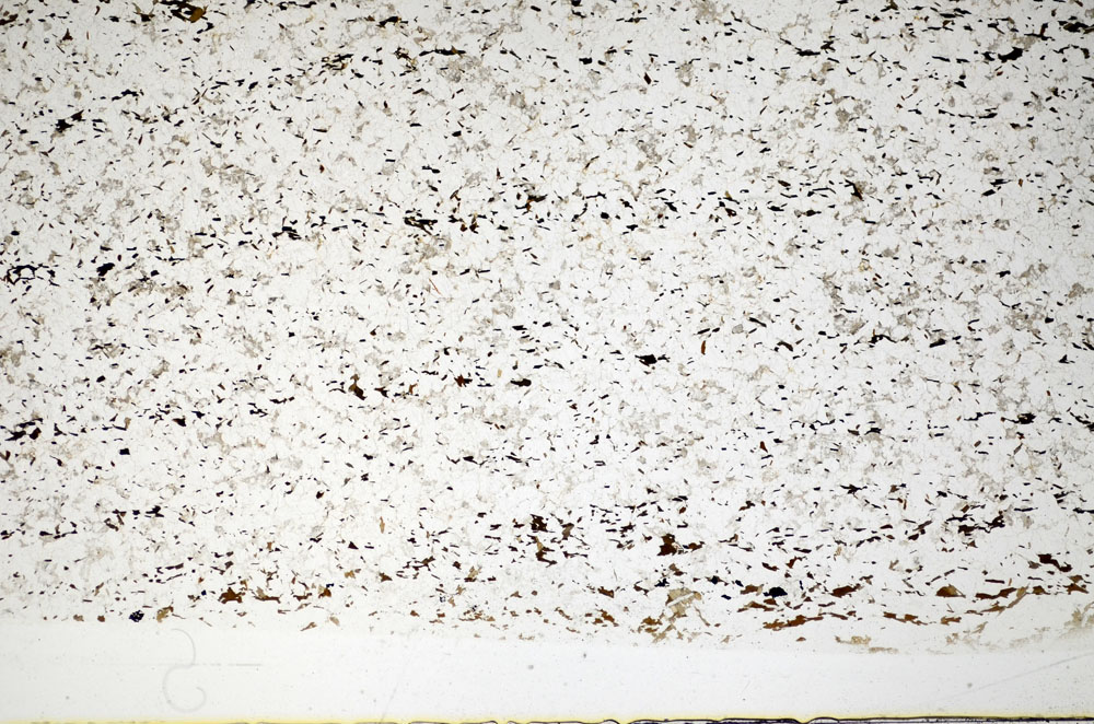 Plane Polarized, S81492